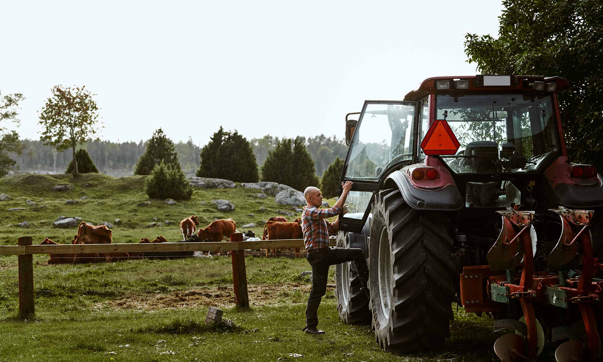 Man stiger in i en röd traktor framför en åker med kor